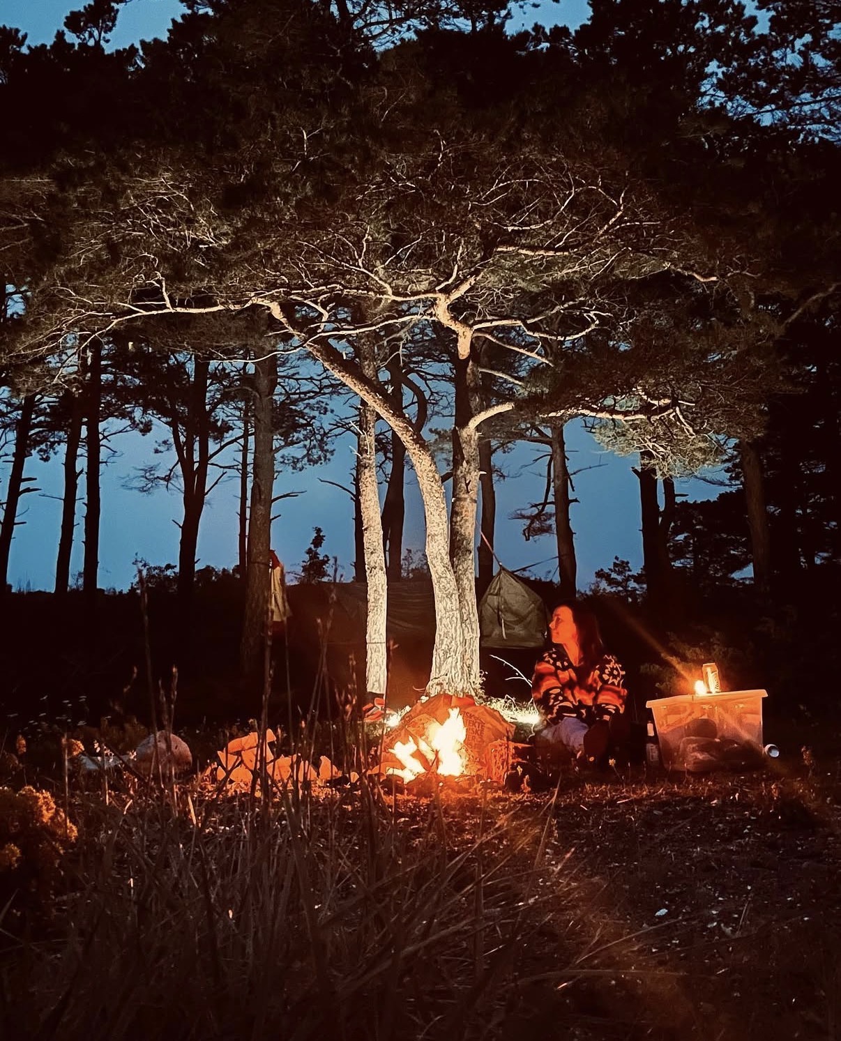 Bålkveld under furuene i skumringen